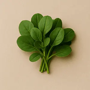 Bacopa Monnieri