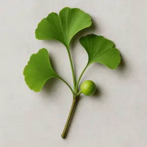Ginkgo Biloba Leaf