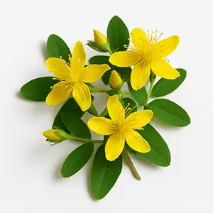 St. John’s Wort